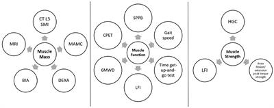 Effects of Branched-Chain Amino Acids on Parameters Evaluating Sarcopenia in Liver Cirrhosis: Systematic Review and Meta-Analysis